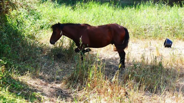 Bored horse ignoring tourists presence