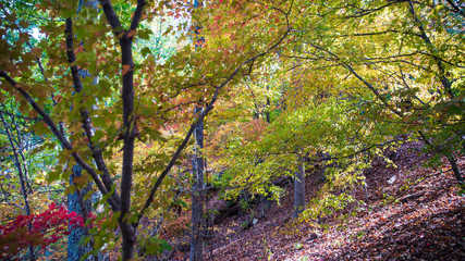 Fall Colors around Tega Cay SC