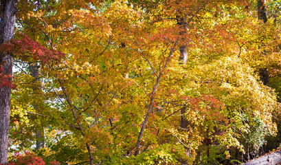 Fall Colors around Tega Cay SC