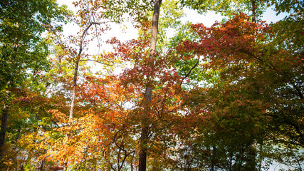 Fall Colors around Tega Cay SC
