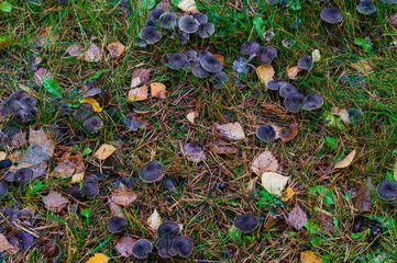 Mushrooms called rowing in a clearing in the forest in late autumn.