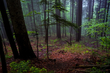 forest-fog