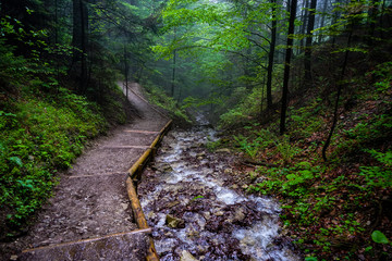 forest-las-strumień-stream © JacoPoland
