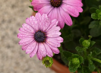 Obraz premium Pink daisy on the decorative pot on the balcony with drops of water