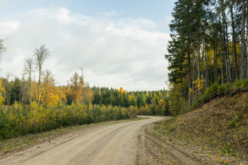 A curving autumn road. Autumn landscape with fallen dry yelow leaves.