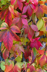 Reddened leaves of wild grapes hanging from a tree. Autumn landscape.