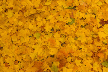 Vintage brass Art Nouveau style handle for furniture.