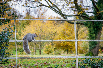 Squirrel Out Looking for Food in Autumn