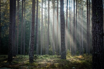 sunlight shines through trees in the forest on autumn morning