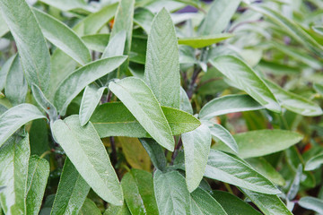 Aromatic Common Sage Salvia Officinalis Leaves Growing in a Herb Garden. Salvia officinalis branch.