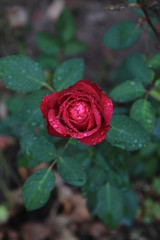 Red rose with raindrops on the petals