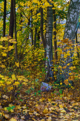 Yellow leaves on the trees in the forest. Autumn landscape.