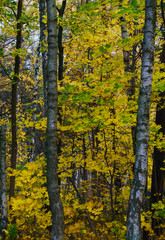 Yellow leaves on the trees in the forest. Autumn landscape.