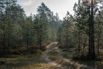 Fototapeta na wymiar lonely road in the pine forest