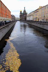 Autumn leaves on the water of Griboyedov Canal with the Church of the Savior on Blood in St. Petersburg, Russia