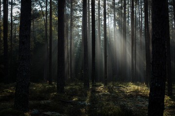 sunrise in forest.early morning