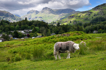 Elterwater in Langdale valley with Herdwick sheep and distant Loft and Thorn Crag, Harrison Stickle and Pavey Ark peaks Lake District England