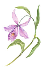 Beautiful exotic orchid flowers (Laelia) on white background. Flowers isolated on white background. Watercolor painting. Hand painted botanical illustration.