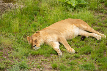 Fototapeta na wymiar lioness lying in the ground in pairi daiza