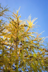 Golden colors of a european larch (Larix decidua) tree with cones against blue background