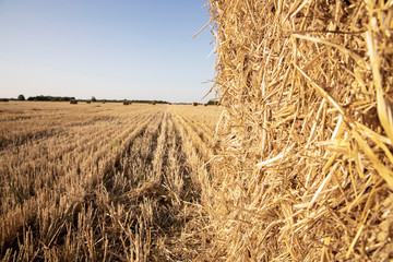 Straw closeup. Bale of straw on the field