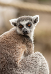 Fototapeta premium Lemur in Pairi daiza zoo, belgium