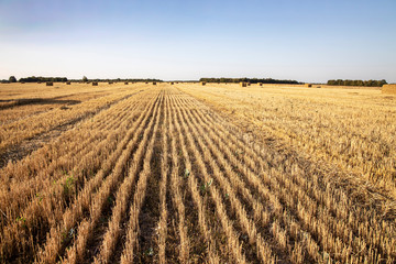 Straw bales on the field. Beautiful background with bales of straw. Landscape field with bales of straw.