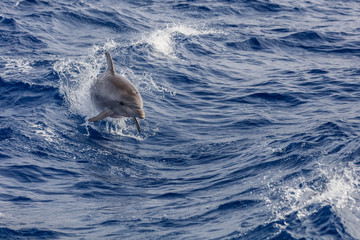 dolphin swimming in Atlantic Ocean near the coast of Tenereife. © porojnicu