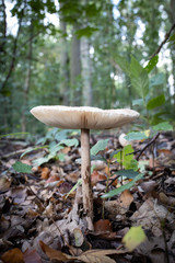 Pilz im Wald