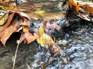 Creek with Leaves and Flowing Water