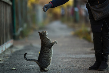 Woman plays with gray cat on the street.