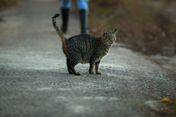 Gray cat on the street.