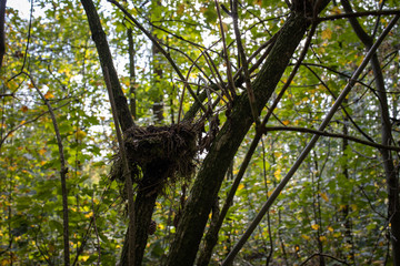 verlassenes Vogelnest