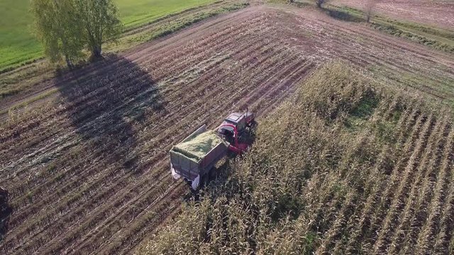 Two corn harvester tractors operating in the cornfield. AERIAL FOLLOW SHOT