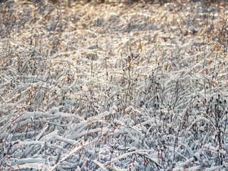Frost on the grass. Winter frosty abstract natural background.