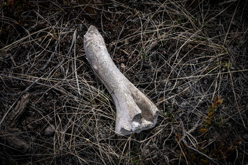 Bone on forest floor