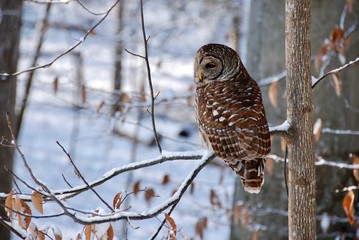 Barred Owl