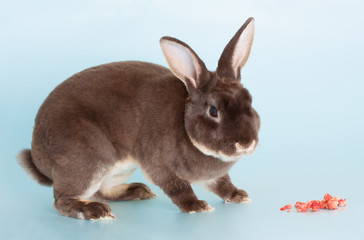 Nice brown domestic rabbit as pet