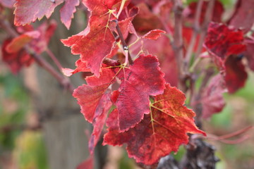 vigne en automne narbonne