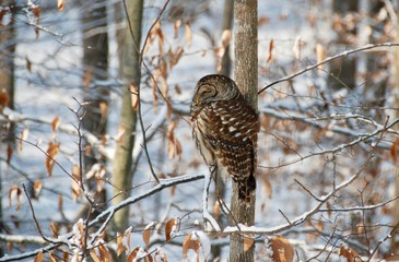 Barred Owl