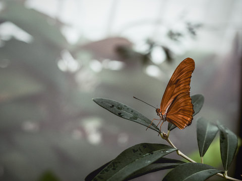 Butterfly on a Leaf