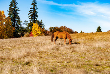 horse in the field