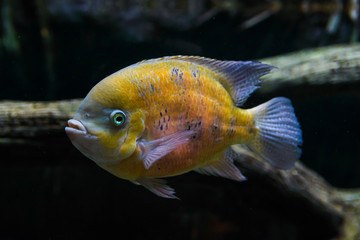 floating flock of yellow fish in aquarium