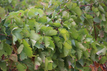 vigne en automne narbonne