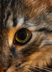 Closeup half face of a beautiful street cat