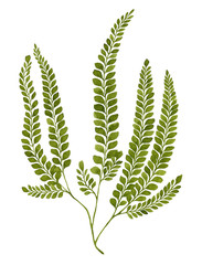 Green watercolor fern leaf isolated on white background. Real watercolor. Botanical illustration. © Helga