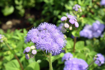 Blue Ageratum Flowers in Sunny Garden 6831-042