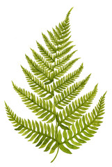Green watercolor fern leaf isolated on white background. Real watercolor. Botanical illustration. © Helga