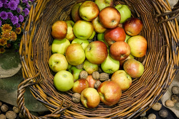 basket full of natural freshly picked organic apples autumn concept