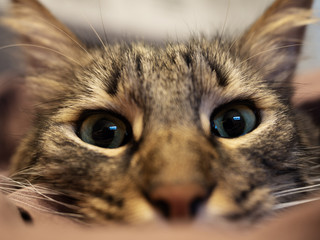 Muzzle of a beautiful domestic cat close frame